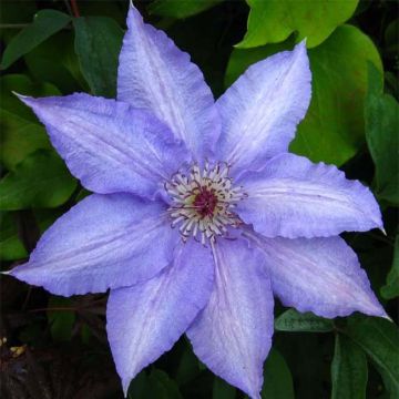 Clematis Alice Fisk