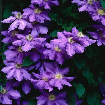 Clematis Lasurstern