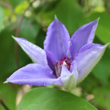 Clematis Lawsoniana