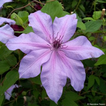Clematis Moonflet