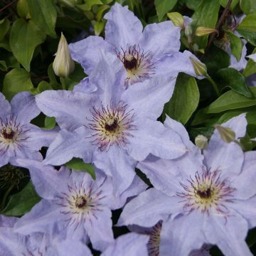Clematis Myosotis