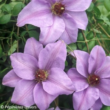 Clematis Ramona