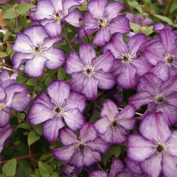 Clematis viticella Super Nova