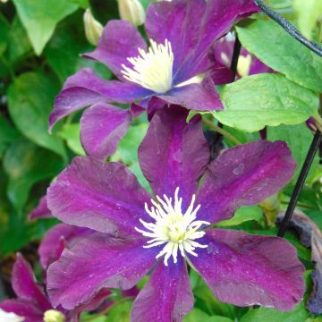 Clematis Warszawska Nike