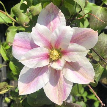 Clematis Andromeda