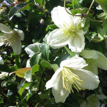 Clematis Wisley Cream