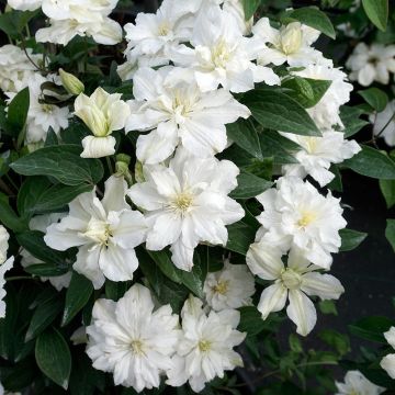 Clematis diversifolia White Arabella