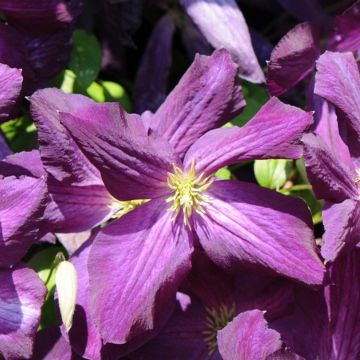 Clematis Purpurea Zojapur