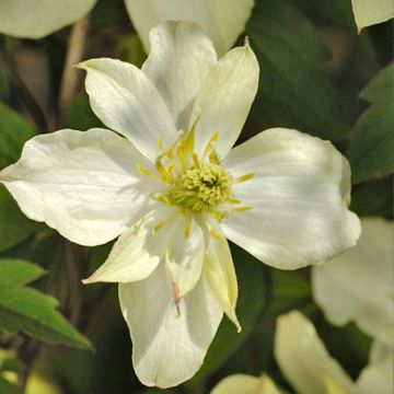 Clematis montana Morning Yellow