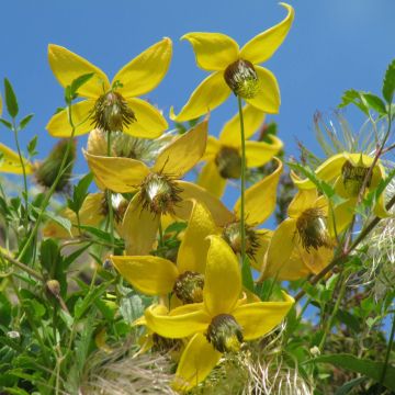 Clematis tibetana subsp. tangutica