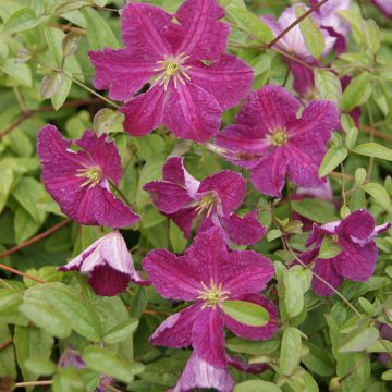 Clematis viticella Abundance