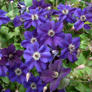 Clematis viticella Happy Birthday