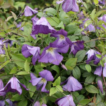 Clematis viticella Little Bas