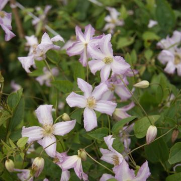 Clematis viticella Little Nell