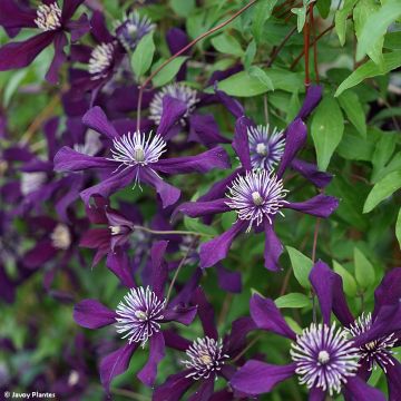 Clematis viticella Panther