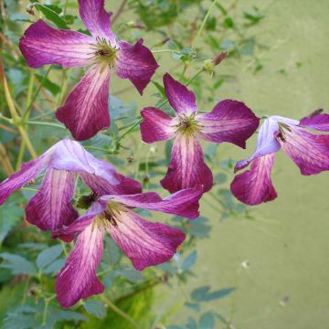 Clematis viticella Walemburg