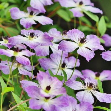 Clematis Cloudburst