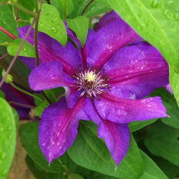 Clematis Anna Louise Evithree