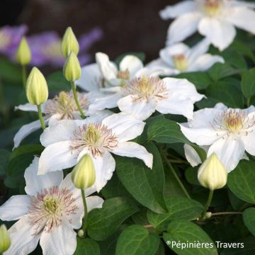 Clematis Destiny