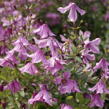 Clematis Hendryetta