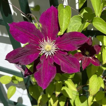 Clematis Niobe