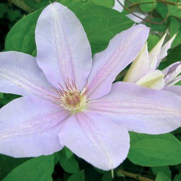 Clematis Péveril Pearl