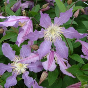 Clematis diversifolia East River
