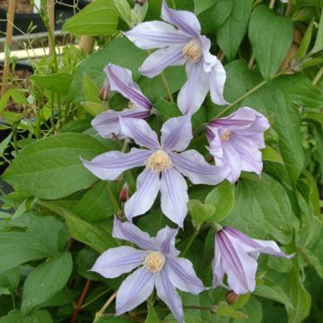 Clematis Clematis River Star