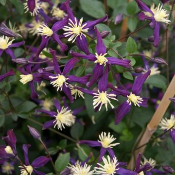 Clematis Aromatica