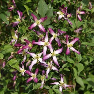 Clematis rubromarginata