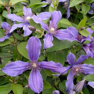 Clematis integrifolia Miranda