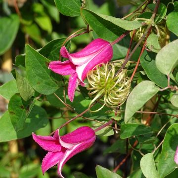 Clematis texensis Princesse Diana