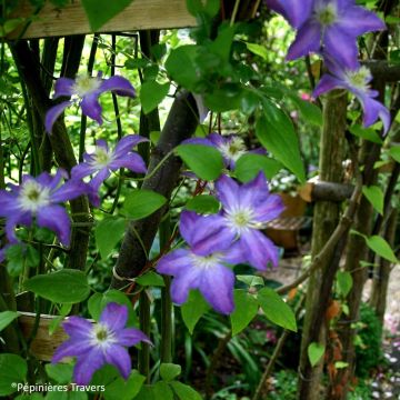 Clematis viticella Bonanza