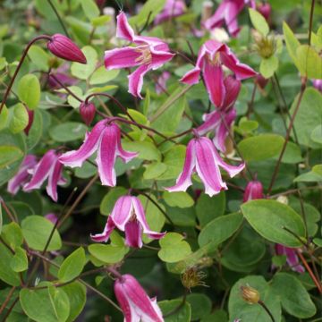 Clematis viticella Etoile Rose