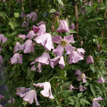 Clematis viticella Hagelby Pink