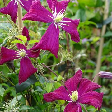 Clematis viticella Mme Julia Correvon