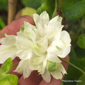 Clematis Delphine