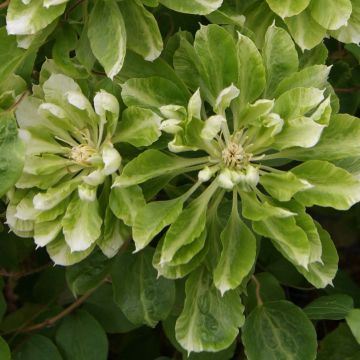 Clematis Green Passion