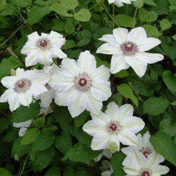 Clematis Miss Bateman