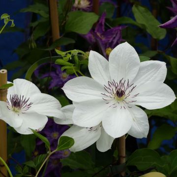Clematis White Pearl
