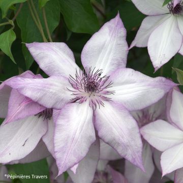 Clematis Utopia
