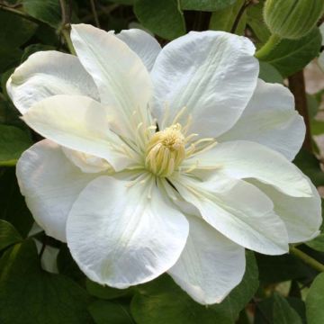 Clematis Guernsey Cream
