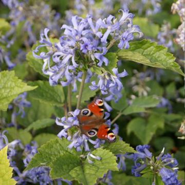 Clematis heracleifolia