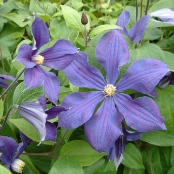Clematis Durandii