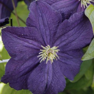 Clematis Trikatrei