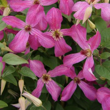 Clematis Wonderful