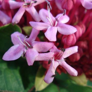 Clerodendro bungei