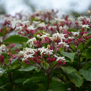 Clerodendro trichotomum Purple Blaze