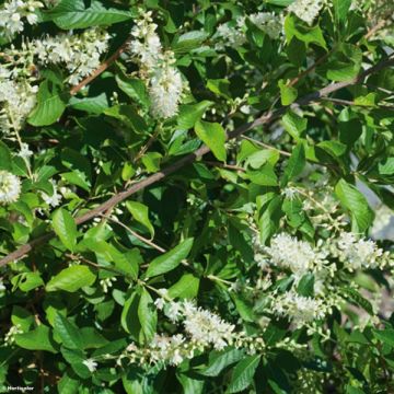 Clethra alnifolia