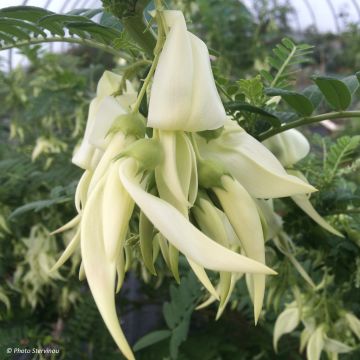 Clianthus puniceus White Heron